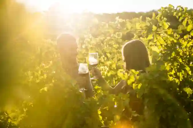 VINEYARDS MONTRESOR 6