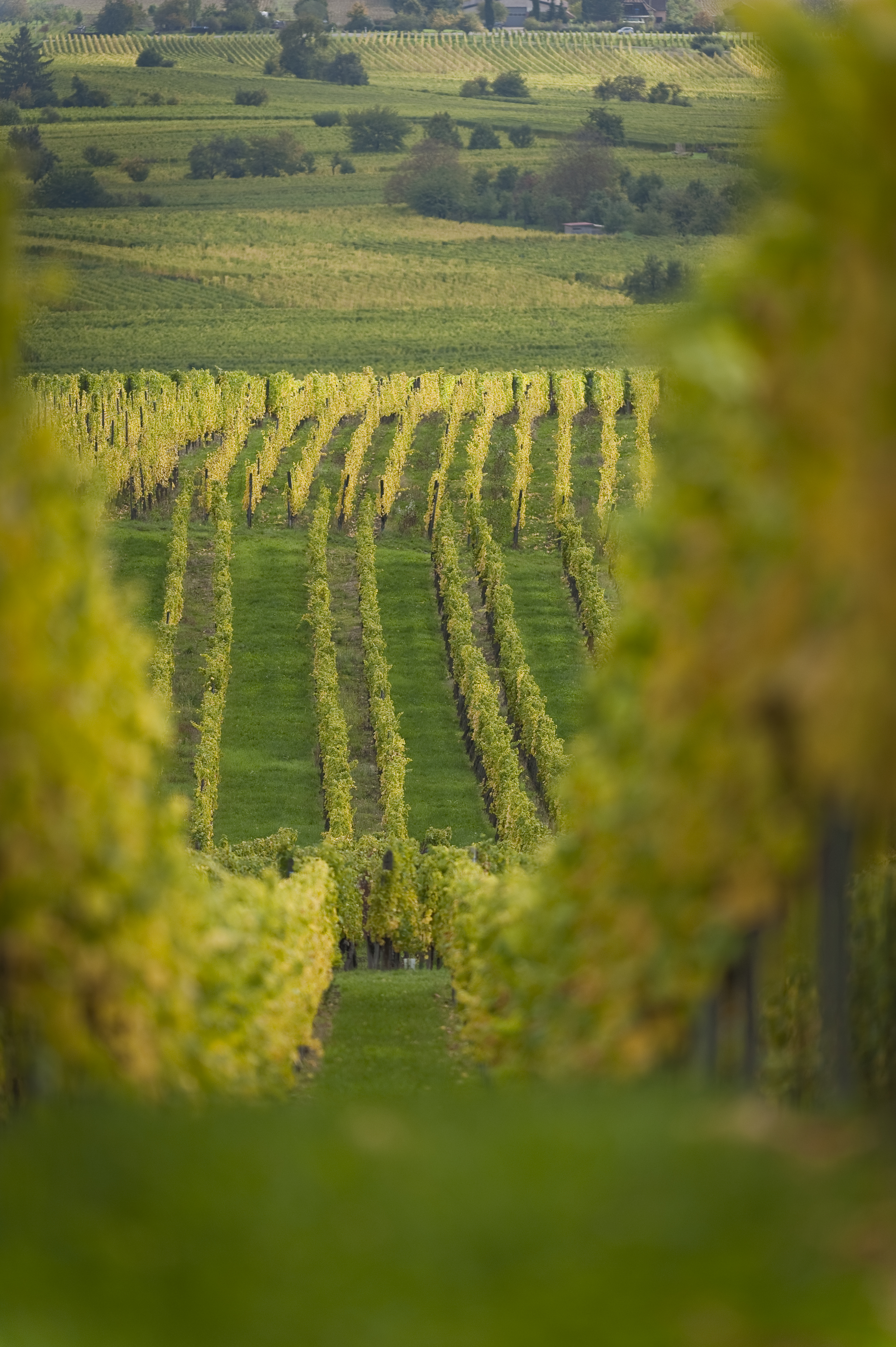 Photo Giannelli00019