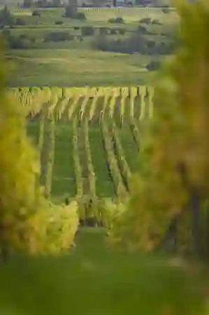 Photo Giannelli00019