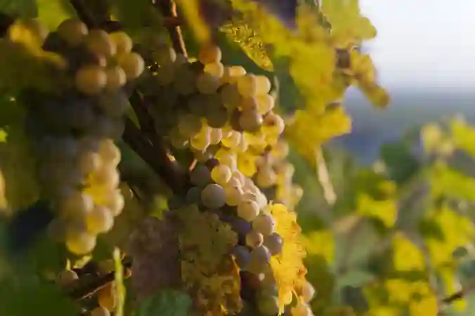 Photo Giannelli00050