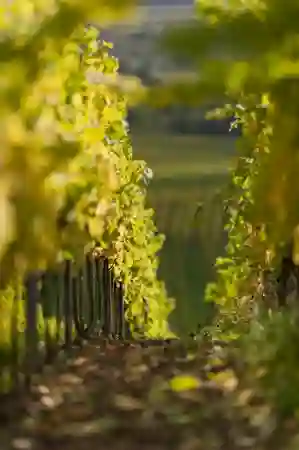 Photo Giannelli00017