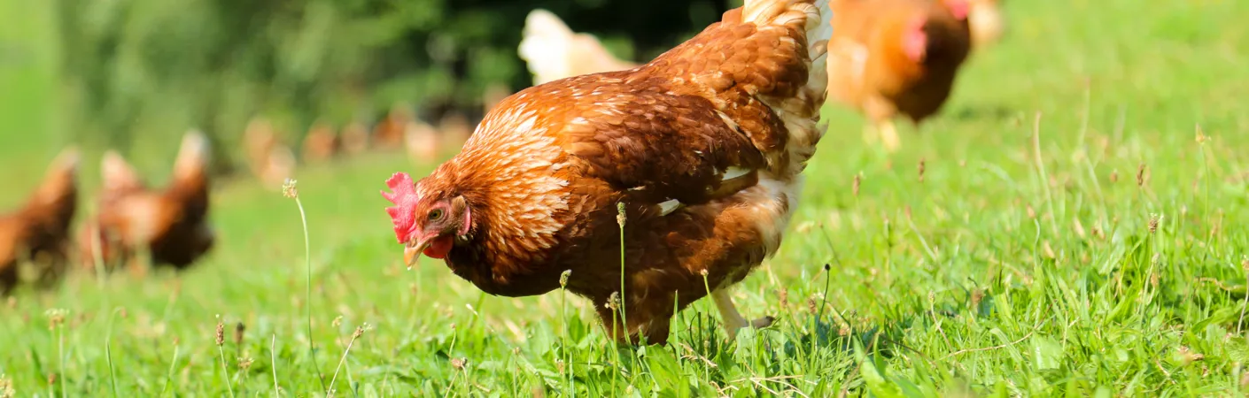 Høns, der går frit på en grøn mark, som illustrerer vine, der passer godt til fjerkræretter