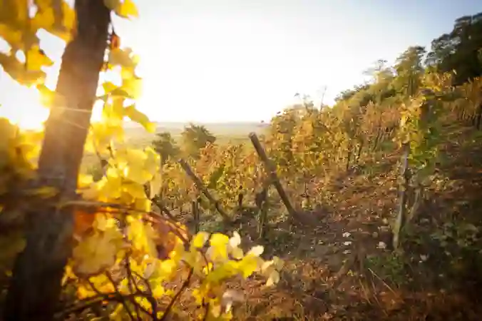 Photo Giannelli00044