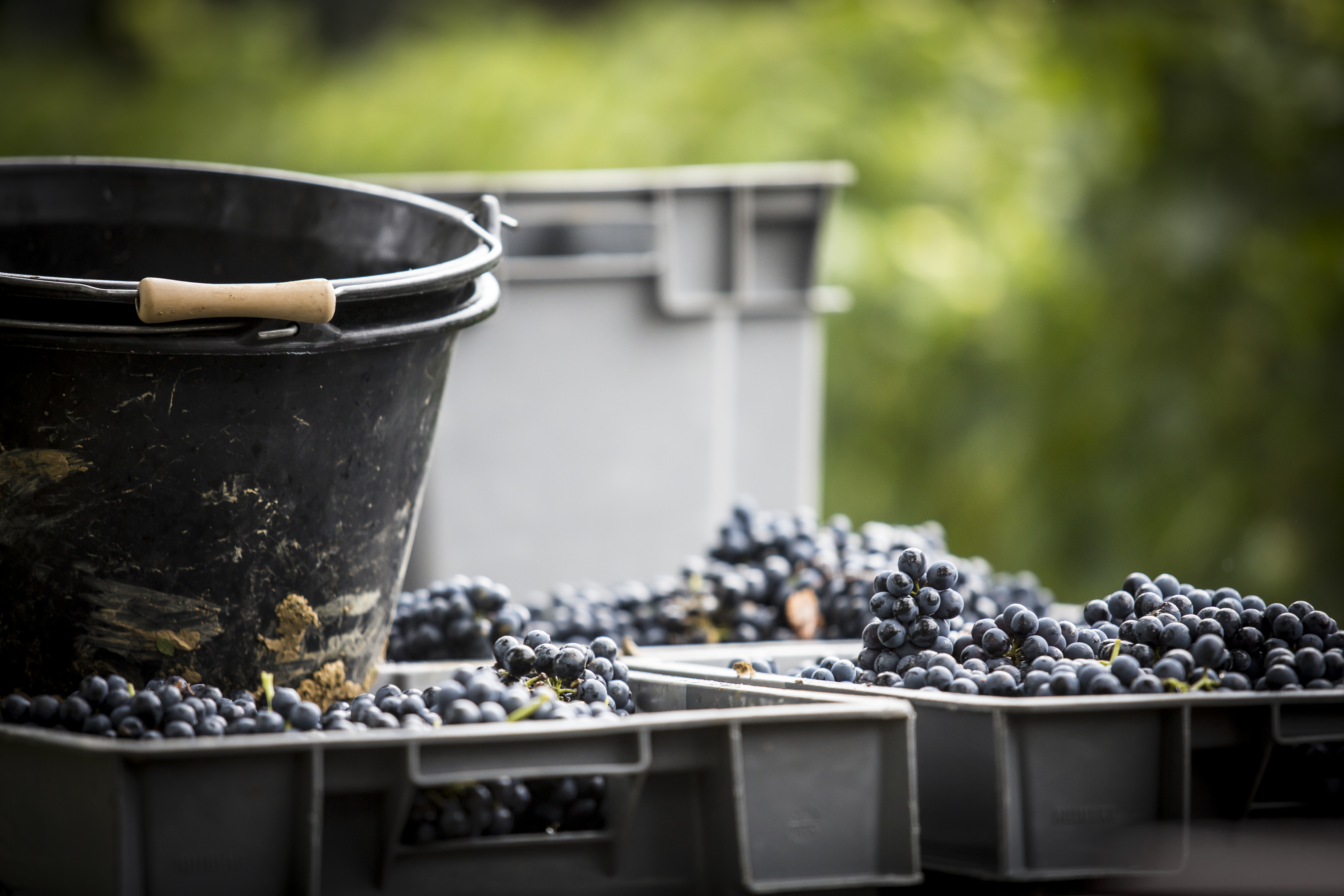 Vendanges(123)