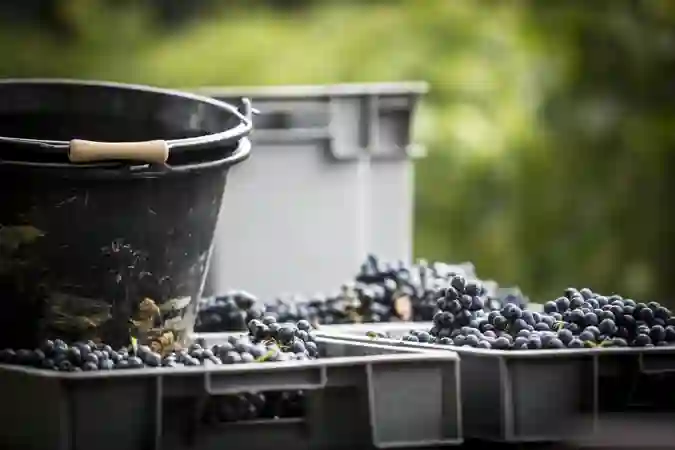 Vendanges(123)