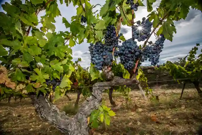 Vignes + Grappes Saint Jean D'aumières